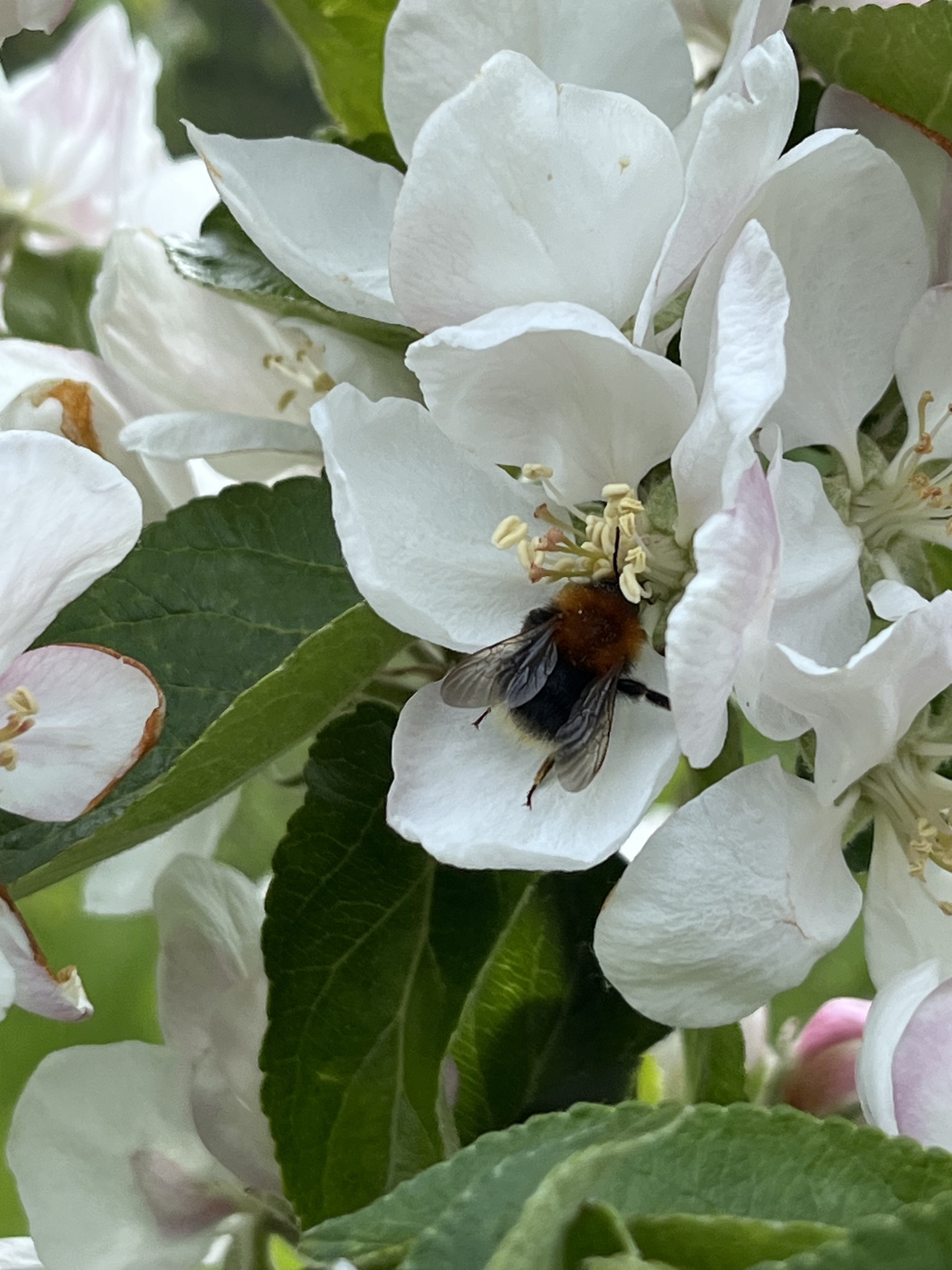 MicrosoftTeams-image (68)